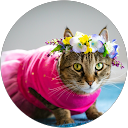 Kitty Mojito profile picture